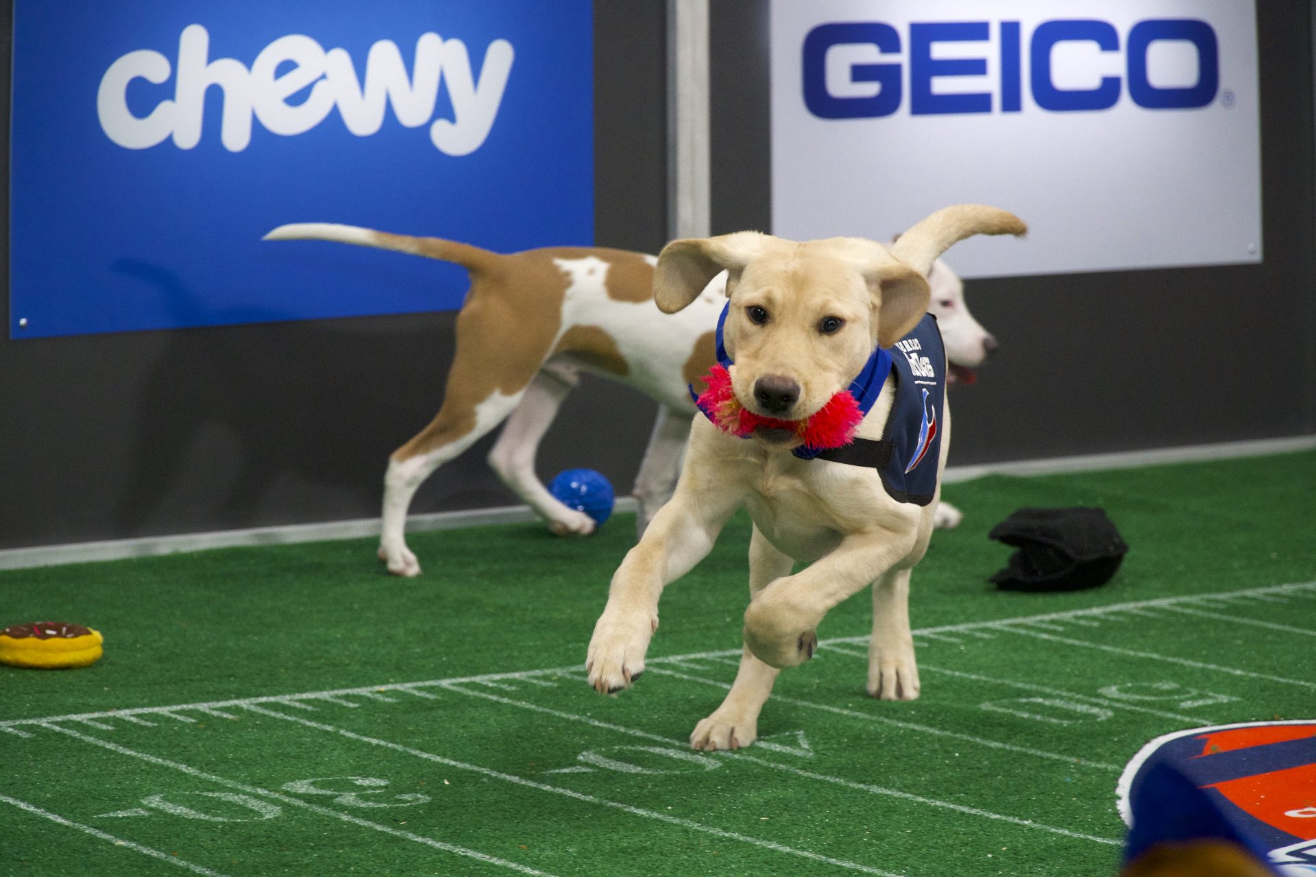 Puppy Bowl XVIII - Bright Spot Content