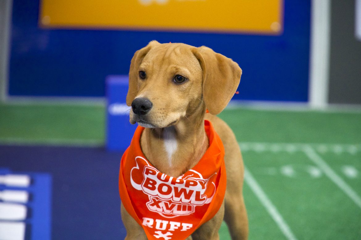 Puppy Bowl XVIII Bright Spot Content